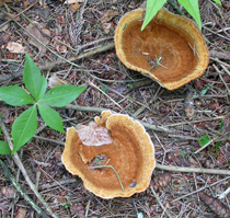 Coltricia perennis, is a habitat view of two mature mushrooms.